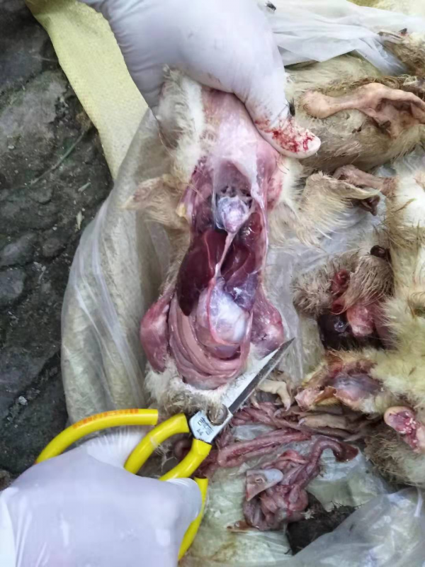 如何减少痛风在鹅育雏过程中的发病率