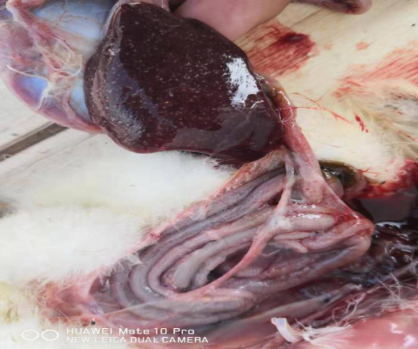 鹅副粘病毒解剖图片图片