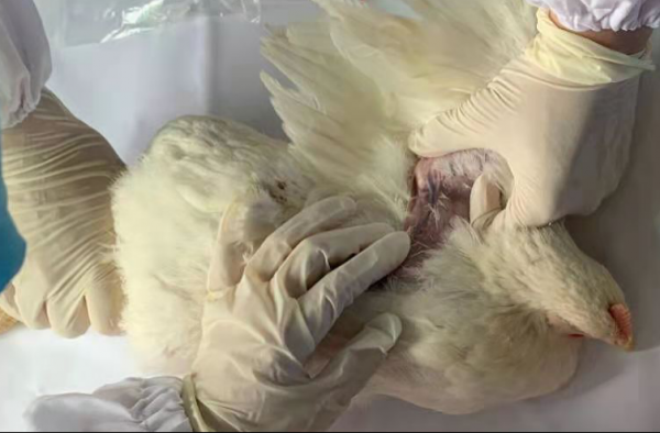 鸡翅静脉采血图解图片